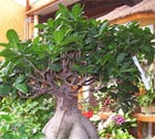 hacer-un-bonsai